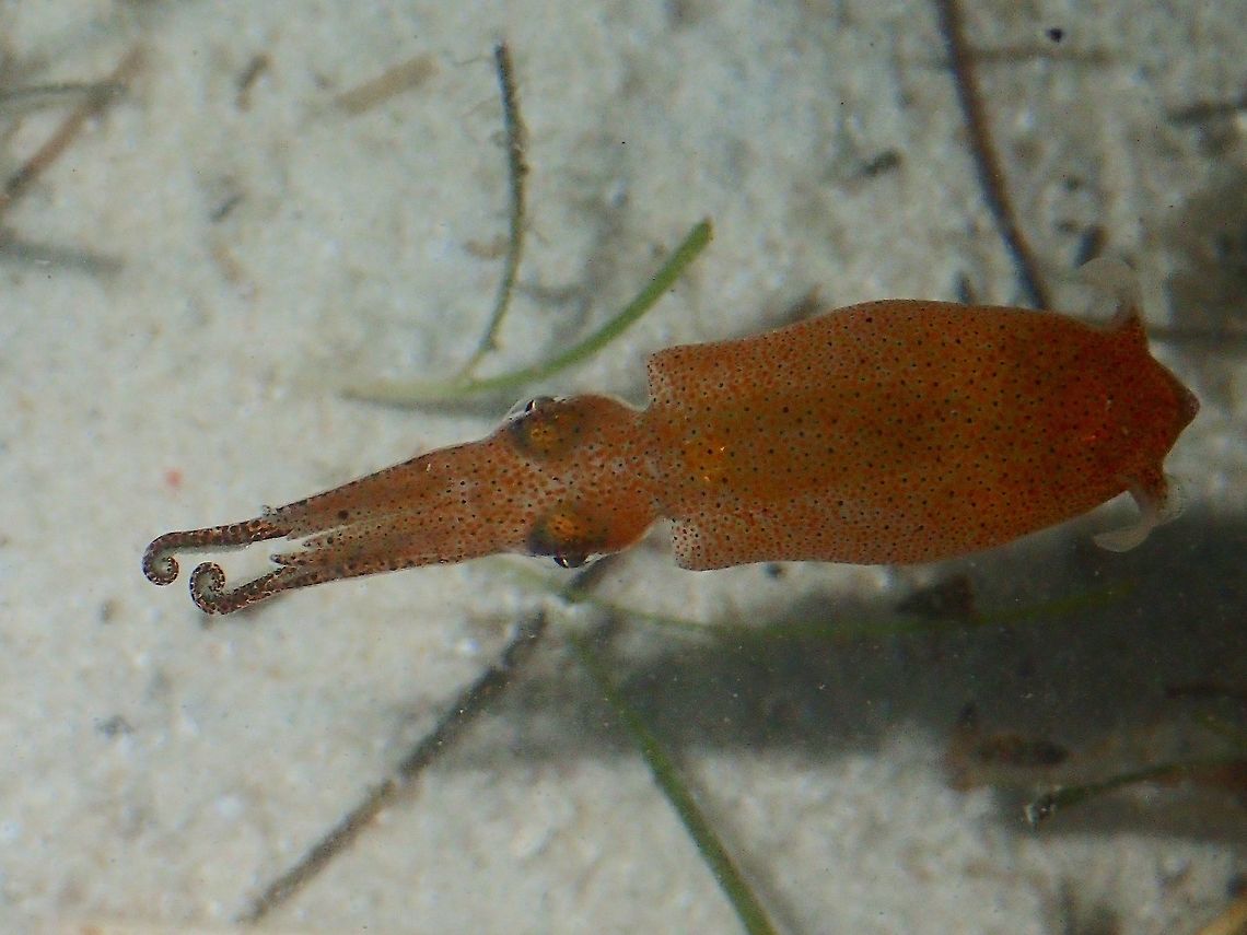 Hunting Pygmy Squid This is the same Two-toned Pygmy Squid - Idiosepius pygmaeus which I found in a tidal pool during low tide.<br />
It was swimming around, changing its colour from light to dark depending on where it is near to.<br />
The size of the body is around 1 cm and with the tentacle extended, is around 2.5 - 3 cm. Geotagged,Idiosepius pygmaeus,Malapascua,Philippines,Spring,Squid,Two-toned Pygmy Squid,cebu