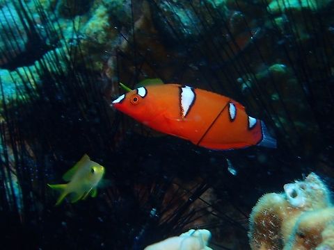 Juvenile Yellowtail Coris This is a juvenile Yellowtail Coris - Coris gaimard.

The adult of this species can be seen here :

https://www.jungledragon.com/image/46865/yellowtail_coris_-_coris_gaimard.html
 Cebu,Coris,Coris gaimard,Fish,Geotagged,Malapascua,Philippines,Spring,Wrasse,coris gaimard