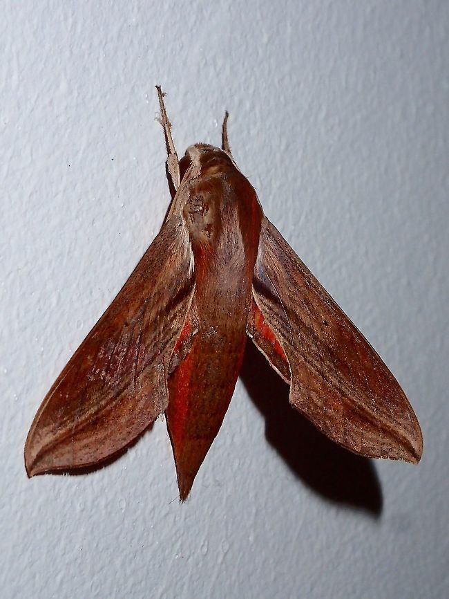 Hawkmoth This Hawkmoth - Hippotion rosetta is small in size, around 2.5 cm.<br />
It showed up outside my room during my stay in Malapascua Island. Cebu,Geotagged,Hawkmoth,Hippotion rosetta,Malapascua,Moth,Philippines,Spring