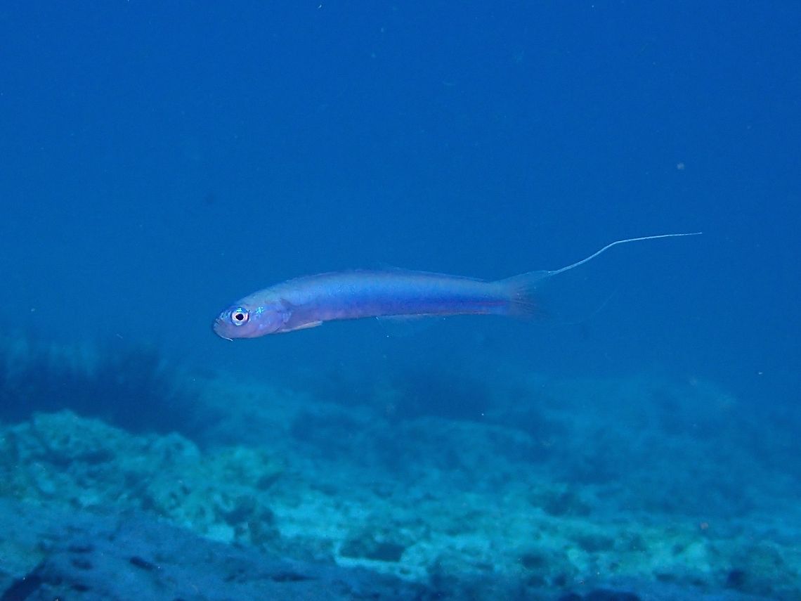 Threadfin Dartfish The Threadfin Dartfish - Ptereleotris hanae is also known as Blue Hana Goby.<br />
It is pale bluish gray to bluish green upper body and darker blue below; tail of larger adults trail 1-6 filaments.<br />
They takes shelter under rocks or inside burrows shared with Shrimp Gobies.<br />
Very shy and difficult to get close to. Blue Hana Goby,Fish,Geotagged,Goby,Malapascua,Philippines,Ptereleotris hanae,Spring,Threadfin Dartfish,cebu