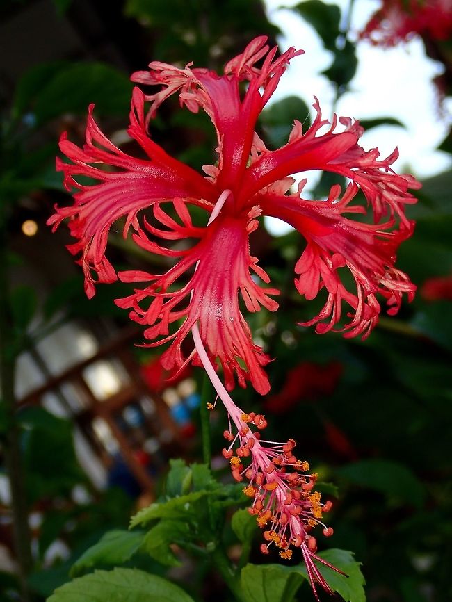 Coral Hibiscus Coral Hibiscus - Hibiscus schizopetalus, also known as Japanese Lantern is a species of Hibiscus native to East Africa &amp; Mozambique. This introduced plant to the island has &#039;frilled&#039; petals instead of the typical full petal of Hibiscus. Cebu,Flower,Geotagged,Hibiscus,Hibiscus schizopetalus,Japanese Lanterns,Malapascua,Philippines,Spring