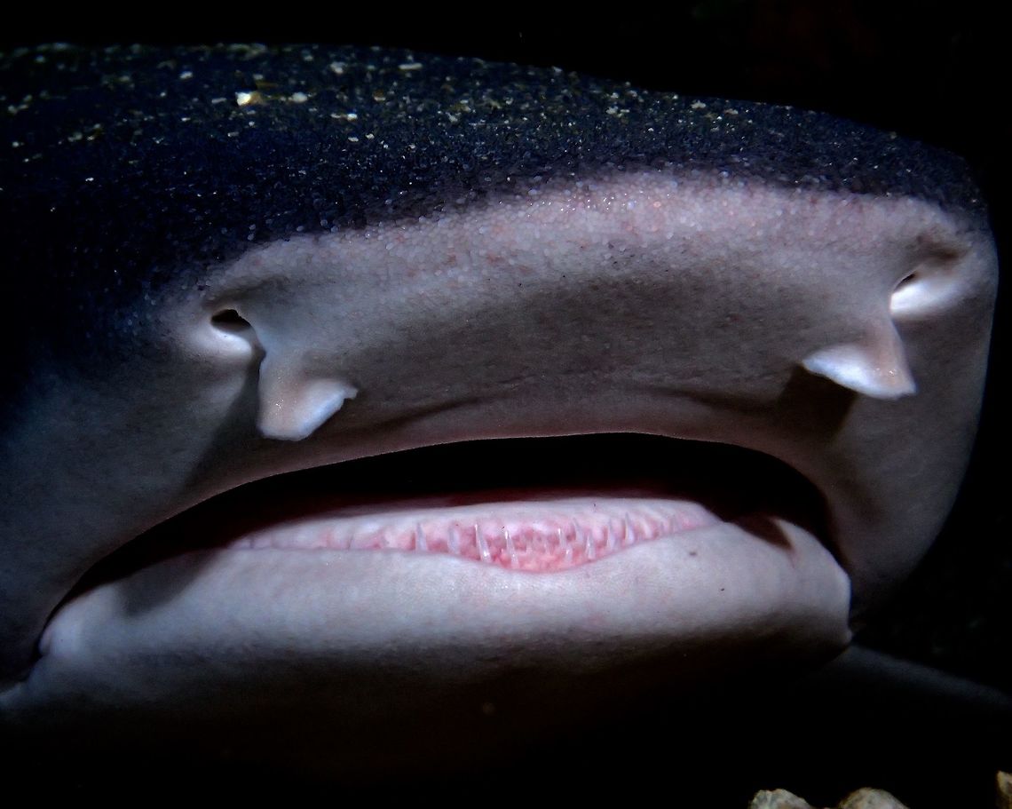 I have small teeth White Tip Reef Shark - Triaenodon obesus is a species of requiem shark.<br />
They have the ability to rest at the sea bottom and &#039;breath&#039; by pumping in sea water through the gills, otherwise they will &#039;drown&#039;.<br />
<br />
During day time, this White Tip Sharks are likely to be found resting under boulders, overhangs and caves to rest/sleep although they can also be seen lying on the sandy/rubble bottoms in the open and also swimming around during day time.  They are usually more active at night when they hunt for food, mostly reef fishes, octopus, lobsters and eels that are sleeping/hiding among coral reefs.<br />
<br />
This White Tip Reef Sharks have several rows of sharp teeth, but small in size and they may loose their teeth when hunting/feeding.  However, they have the ability to re-grow back their teeth!<br />
<br />
I took this picture of the White Tip Reef Shark which was resting under some boulders.  By slowly approaching it and regulating my exhalation, I was able to get very close, less than 1 meter, and by reaching out my hands, was able to take close-up of just its face/mouth. Gato Island,Geotagged,Malapascua,Philippines,Shark,Spring,Triaenodon obesus,Whitetip reef shark,cebu