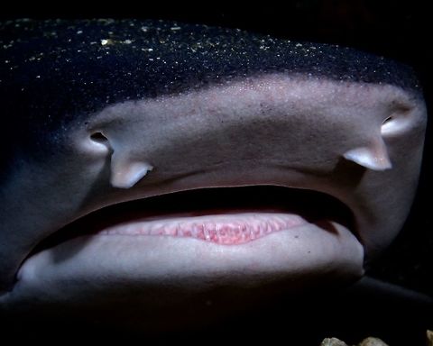 I have small teeth White Tip Reef Shark - Triaenodon obesus is a species of requiem shark.
They have the ability to rest at the sea bottom and 'breath' by pumping in sea water through the gills, otherwise they will 'drown'.

During day time, this White Tip Sharks are likely to be found resting under boulders, overhangs and caves to rest/sleep although they can also be seen lying on the sandy/rubble bottoms in the open and also swimming around during day time.  They are usually more active at night when they hunt for food, mostly reef fishes, octopus, lobsters and eels that are sleeping/hiding among coral reefs.

This White Tip Reef Sharks have several rows of sharp teeth, but small in size and they may loose their teeth when hunting/feeding.  However, they have the ability to re-grow back their teeth!

I took this picture of the White Tip Reef Shark which was resting under some boulders.  By slowly approaching it and regulating my exhalation, I was able to get very close, less than 1 meter, and by reaching out my hands, was able to take close-up of just its face/mouth. Gato Island,Geotagged,Malapascua,Philippines,Shark,Spring,Triaenodon obesus,Whitetip reef shark,cebu