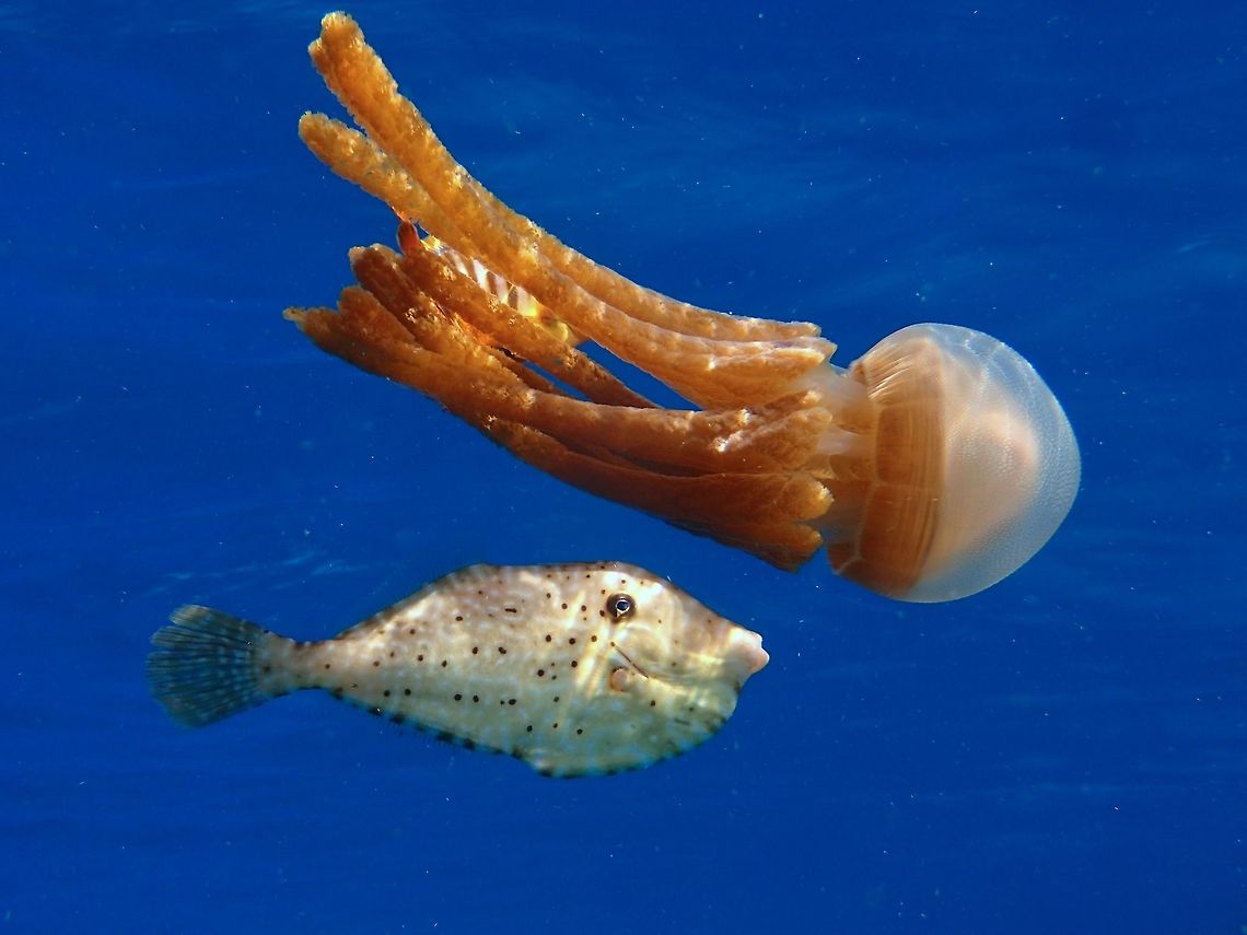 My escort This Thysanostoma thysanura Jellyfish can be variable, some with the long tentacles and some without.<br />
This particular one has a bell of around 10cm and the tentacles was around 25-30 cm long.<br />
It was floating with the surface current, just one and was accompanied by a Filefish and a Jack (not in the picture).<br />
It is very common for some Jellyfishes, especially the bigger ones to become &#039;host&#039; or shelter for juvenile fishes and sometimes even shrimps and crabs. Geotagged,Jellyfish,Malapascua,Philippines,Spring,Thysanostoma thysanura,cebu