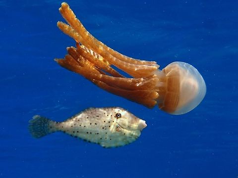 My escort This Thysanostoma thysanura Jellyfish can be variable, some with the long tentacles and some without.
This particular one has a bell of around 10cm and the tentacles was around 25-30 cm long.
It was floating with the surface current, just one and was accompanied by a Filefish and a Jack (not in the picture).
It is very common for some Jellyfishes, especially the bigger ones to become 'host' or shelter for juvenile fishes and sometimes even shrimps and crabs. Geotagged,Jellyfish,Malapascua,Philippines,Spring,Thysanostoma thysanura,cebu