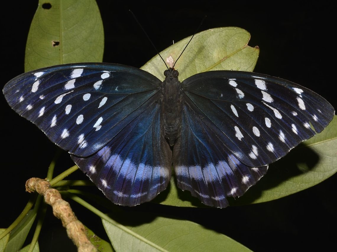 Archduke Butterfly This is a sub-species of Archduke Butterfly - Lexias satrapes ornata which is only found on the island of Sibuyan, Philippines. Archduke Butterfly,Butterfly,Geotagged,Lexias satrapes ornata,Philippines,Sibuyan,Spring
