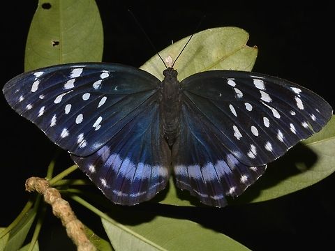 Archduke Butterfly