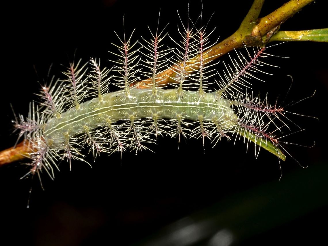 Caterpillar of Archduke Butterfly This is a Caterpillar of a subspecies of Archduke Butterfly - Lexias satrapes ornata, which is endemic to the island of Sibuyan, Philippines Archduke Butterfly,Butterfly,Caterpillar,Geotagged,Lexias satrapes ornata,Philippines,Sibuyan,Spring