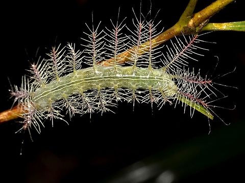 Caterpillar of Archduke Butterfly This is a Caterpillar of a subspecies of Archduke Butterfly - Lexias satrapes ornata, which is endemic to the island of Sibuyan, Philippines Archduke Butterfly,Butterfly,Caterpillar,Geotagged,Lexias satrapes ornata,Philippines,Sibuyan,Spring