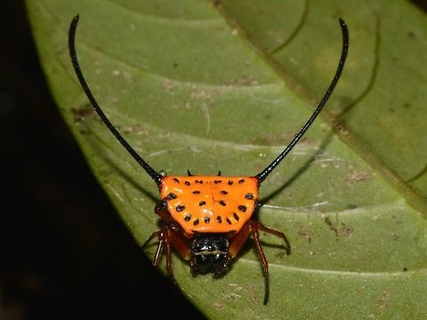 Curved Spiny Spider This Curved Spiny Spider - Gasteracantha arcuata seems to have quite wide distribution, can be found in Sri Lanka and most parts of South East Asia. Gasteracantha arcuata,Geotagged,Philippines,Sibuyan,Spider,Spring
