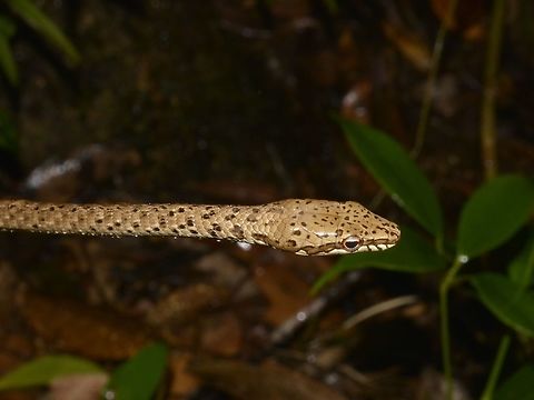 Keel-bellied whipsnake