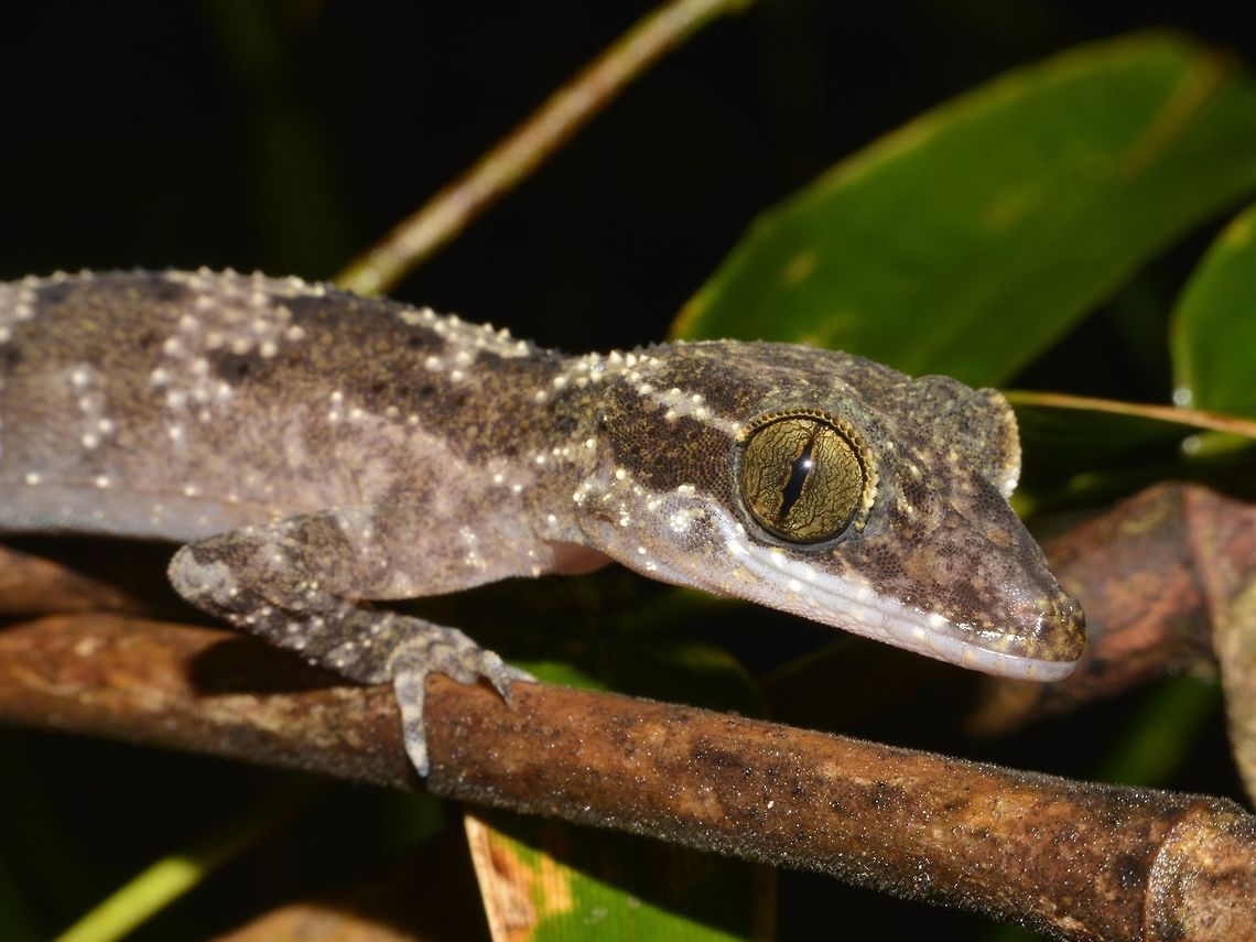 Philippine Bent-toed Gecko This Philippine Bent-toed Gecko - Cyrtodactylus philippinicus is endemic to Philippines. Bent-toed Gecko,Cyrtodactylus philippinicus,Gecko,Geotagged,Philippine Bent-toed Gecko,Philippines,Sibuyan,Spring