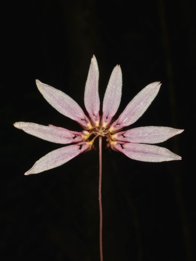 Orchid I posted this picture to another forum and was told that it is an Orchid, Cirrhopetalum sp. Cirrhopetalum sp,Flower,Geotagged,Orchid,Philippines,Sibuyan,Spring