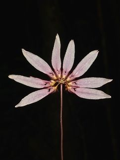 Orchid I posted this picture to another forum and was told that it is an Orchid, Cirrhopetalum sp. Cirrhopetalum sp,Flower,Geotagged,Orchid,Philippines,Sibuyan,Spring