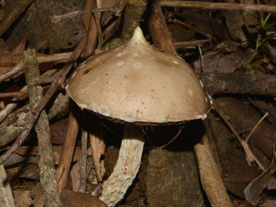 Mushroom with peaked cap  Geotagged,Mushroom,Philippines,Sibuyan,Spring