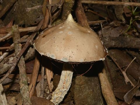 Mushroom with peaked cap  Geotagged,Mushroom,Philippines,Sibuyan,Spring