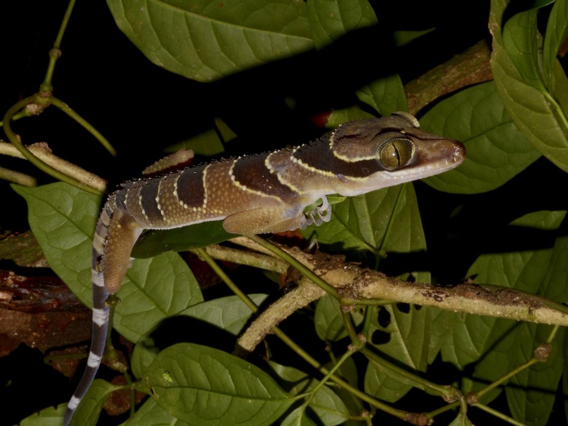 Malayan Banded Gecko This Malayan Banded Gecko - Cyrtodactylus pulchellus is also known as Malayan Forest Gecko.<br />
This was quite big sized, around 20 cm, body length. Cyrtodactylus pulchellus,Fall,Gecko,Geotagged,Malayan Banded Gecko,Malayan forest gecko,Malaysia,Penang