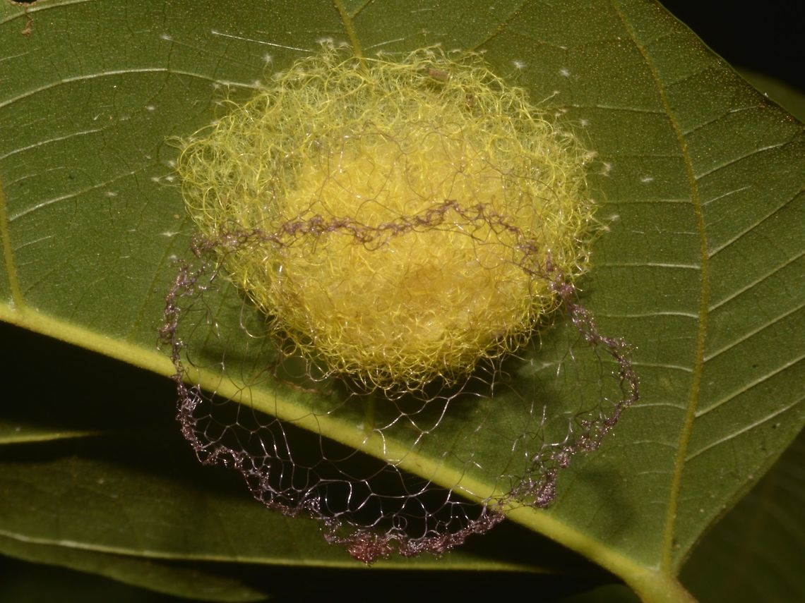 Pink Crown Saw this stuff, probably egg mass/nest or cocoon of Spider from the genus Gasteracantha.<br />
What mystified me was the &#039;pink crown&#039; above the egg mass, from the picture, you can see that it is an extension of the yellow part. Cocoon,Fall,Geotagged,Malaysia,Nest,Penang,Spider