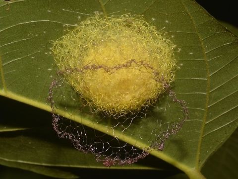 Pink Crown Saw this stuff, probably egg mass/nest or cocoon of Spider from the genus Gasteracantha.
What mystified me was the 'pink crown' above the egg mass, from the picture, you can see that it is an extension of the yellow part. Cocoon,Fall,Geotagged,Malaysia,Nest,Penang,Spider