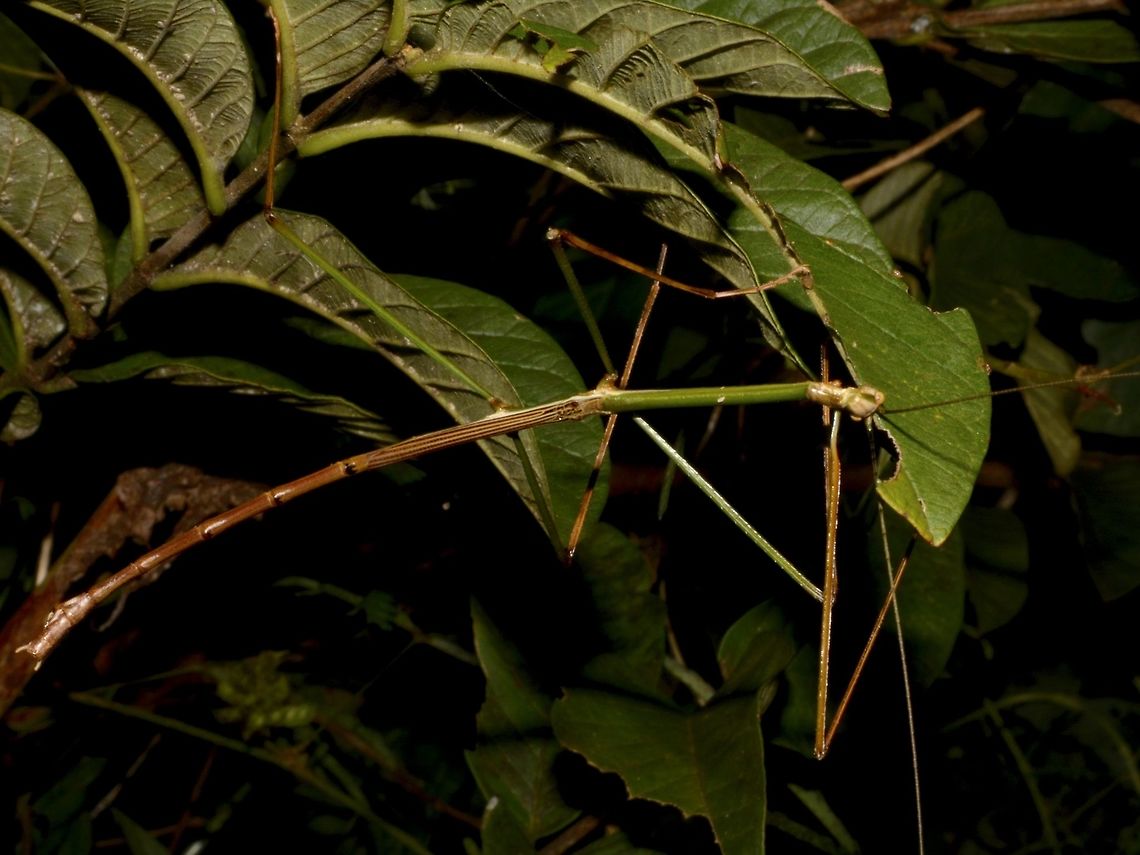 Stick Insect, Phasmid This is a male Phasmid from the genus Eucarcharus. I am not 100% sure if it is of the species Eucarcharus fallax.<br />
There are only 2 described species under the genus of Eucarcharus.<br />
<br />
This male has 'half-wing' that covers less than half the length of the abdomen.<br />
Females of the genus does not have wings. Benguet,Eucarcharus fallax,Fall,Geotagged,Phasmid,Philippines,Stick Insect