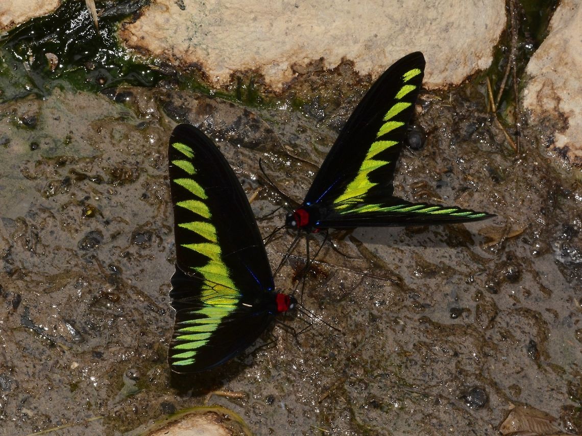 Rajah Brooke's Birdwing Butterfly The Rajah Brooke&#039;s Birdwing - Trogonoptera brookiana is the National Butterfly of Malaysia.<br />
This are males, seen puddling along a river. Butterfly,Fall,Geotagged,Malaysia,Raja Brookes Birdwing,Tapah,Trogonoptera brookiana