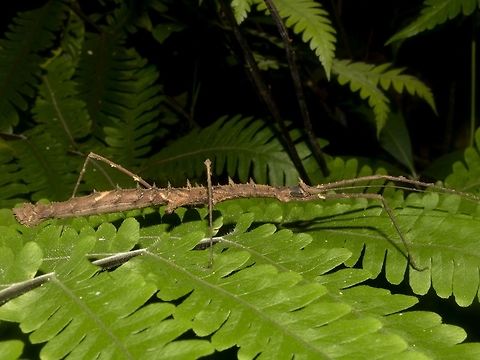 Stick Insect/Phasmid This is a female Phasmid of the species Stheneboea repudiosa.
She is quite spiny.

This species is found from Tapah (low altitude) which is the base along the roads going up to Cameron Highland (high altitude) where another very similar species Stheneboea verruculosa can be found. Fall,Geotagged,Malaysia,Phasmid,Stheneboea repudiosa,Stick Insect,Tapah