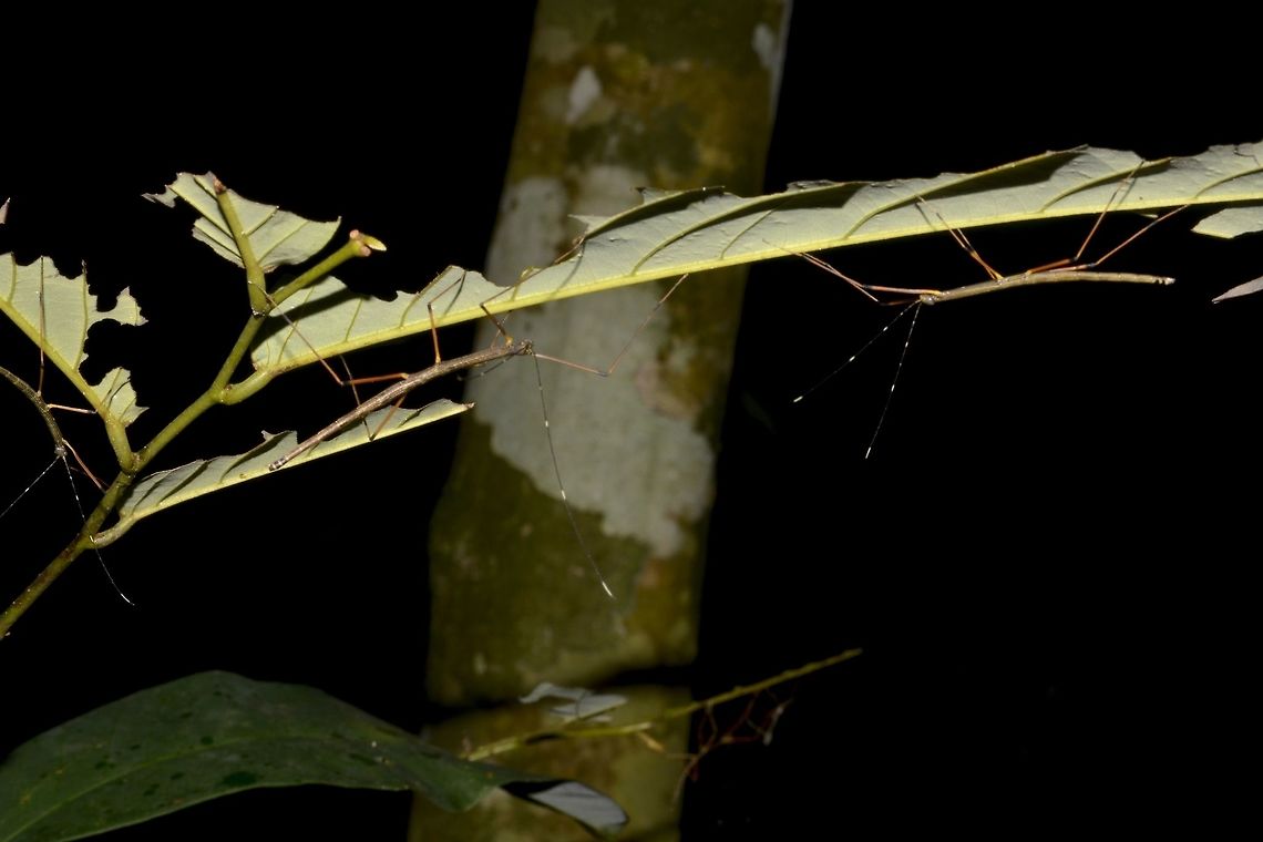 Stick Party This are nymphs of Phasmids of the species - Marmessoidea annulata (Updated ID Paramarmessoidea annulata)<br />
4 of them can be seen in this picture, on their food plant, which was well eaten. Fall,Geotagged,Malaysia,Paramarmessoidea annulata,Phasmid,Stick Insect,Tapah
