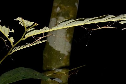 Stick Party This are nymphs of Phasmids of the species - Marmessoidea annulata (Updated ID Paramarmessoidea annulata)
4 of them can be seen in this picture, on their food plant, which was well eaten. Fall,Geotagged,Malaysia,Paramarmessoidea annulata,Phasmid,Stick Insect,Tapah