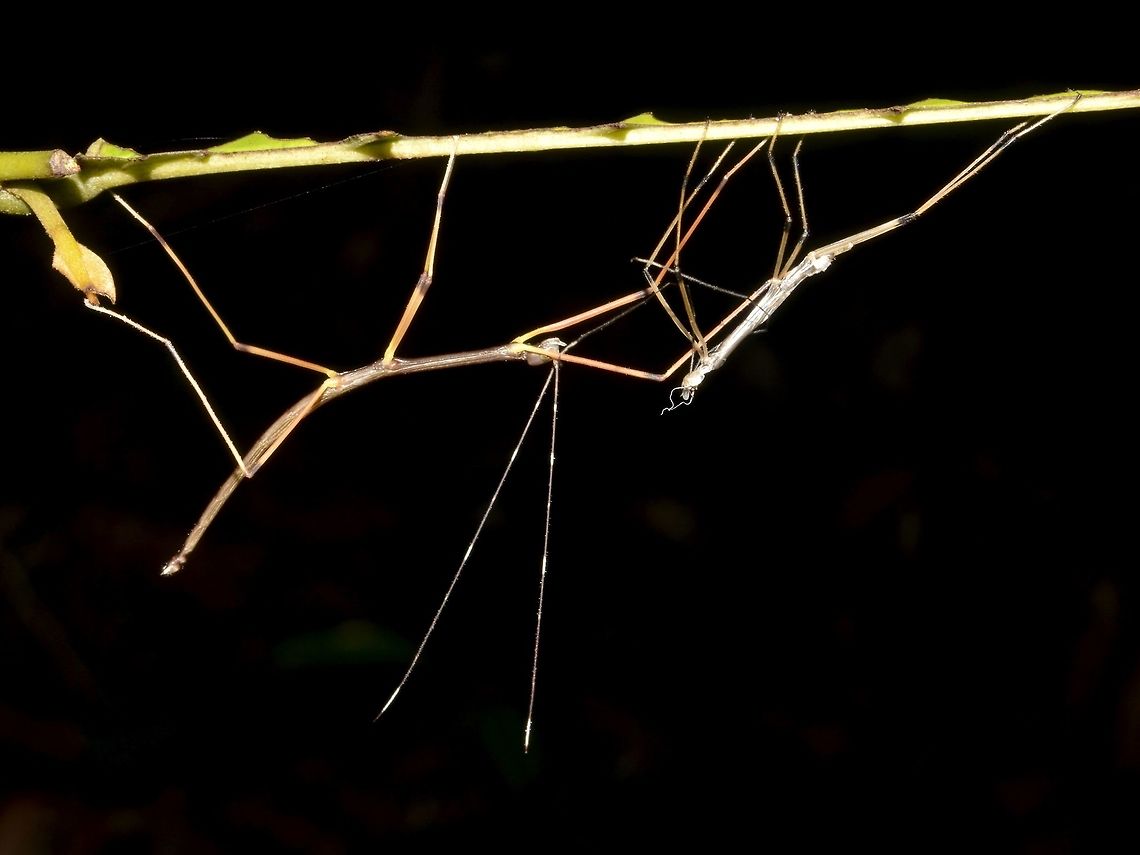 Growing Up This is a nymph of Phasmid of the species Marmessoidea annulata (Updated ID Paramarmessoidea annulata)<br />
It has just moulted, the old skin (on the right) is still there.  As part of the moulting process, the Phasmid will eat the old skin to complete the process of moulting.<br />
Phasmids, in general moults 5-6 times in their lifespan with the females having one extra moult than the male. Fall,Geotagged,Malaysia,Paramarmessoidea annulata,Phasmid,Stick Insect,Tapah