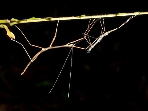 Growing Up This is a nymph of Phasmid of the species Marmessoidea annulata (Updated ID Paramarmessoidea annulata)
It has just moulted, the old skin (on the right) is still there.  As part of the moulting process, the Phasmid will eat the old skin to complete the process of moulting.
Phasmids, in general moults 5-6 times in their lifespan with the females having one extra moult than the male. Fall,Geotagged,Malaysia,Paramarmessoidea annulata,Phasmid,Stick Insect,Tapah