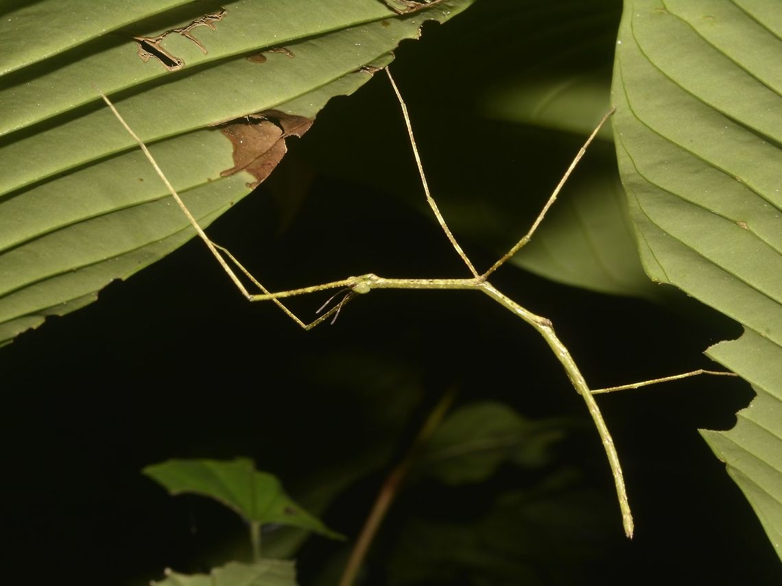 Stick Insect, Phasmid This is a nymph of Phasmid of the species - Phobaeticus serratipes.<br />
Phasmids from this genus are very thin/slender and have very long legs.<br />
The males can grow up to 15 cm body length with the legs just as long and females up to 25-30 cm body length.<br />
The male of this species have wings and the females, without wings. Fall,Geotagged,Malaysia,Phasmid,Phobaeticus serratipes,Stick Insect,Tapah