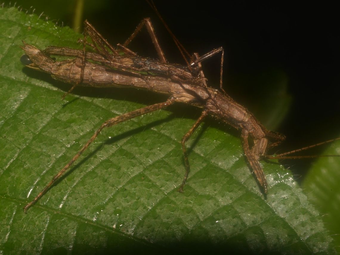 Sticky Couple This is a pair of Phasmid of the species - Abrosoma festinatum.<br />
They are small in size, female around 5-6 cm and male, 3.5 - 4 cm.  In this picture, they are pairing with the smaller male riding on top of the female, while the female is feeding.  This species is known to have a strange behaviour whereby the male tends to &#039;ride&#039; on the female for long time, for days or more.<br />
<br />
In this picture, the female is also carrying an egg.  They will just drop the egg to the forest floor. Abrosoma festinatum,Fall,Geotagged,Malaysia,Phasmid,Stick Insect,Tapah