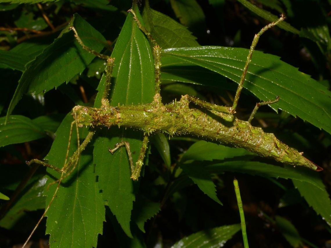 Stick Insect, Phasmid This is a female Phasmid of the species Obrimus uichancoi. They can be variable in colour; green, brown and a mix of in between.  Phasmids from this species are spiny.<br />
<br />
I have seen this species on several occasions and only the females.  It is possible that this species have become Parthenogenesis, meaning they are reproducing without males.  Several species of Phasmids have been recorded to be Parthenogenesis in their population and thrived. Bay-yo,Geotagged,Obrimus uichancoi,Parthenogenesis,Phasmid,Philippines,Stick Insect,Summer
