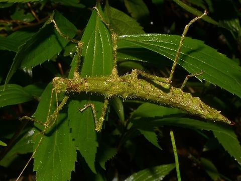 Stick Insect, Phasmid This is a female Phasmid of the species Obrimus uichancoi. They can be variable in colour; green, brown and a mix of in between.  Phasmids from this species are spiny.

I have seen this species on several occasions and only the females.  It is possible that this species have become Parthenogenesis, meaning they are reproducing without males.  Several species of Phasmids have been recorded to be Parthenogenesis in their population and thrived. Bay-yo,Geotagged,Obrimus uichancoi,Parthenogenesis,Phasmid,Philippines,Stick Insect,Summer