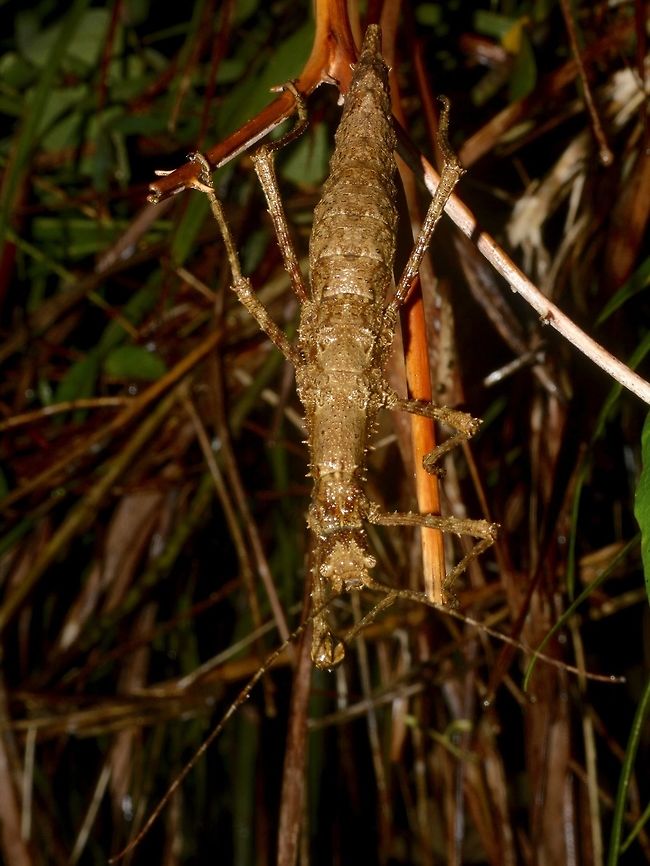 Stick Insect, Phasmid This is an adult female Phasmid of the species Obrimus uichancoi, brown form. Bay-yo,Geotagged,Obrimus uichancoi,Phasmid,Philippines,Stick Insect,Summer