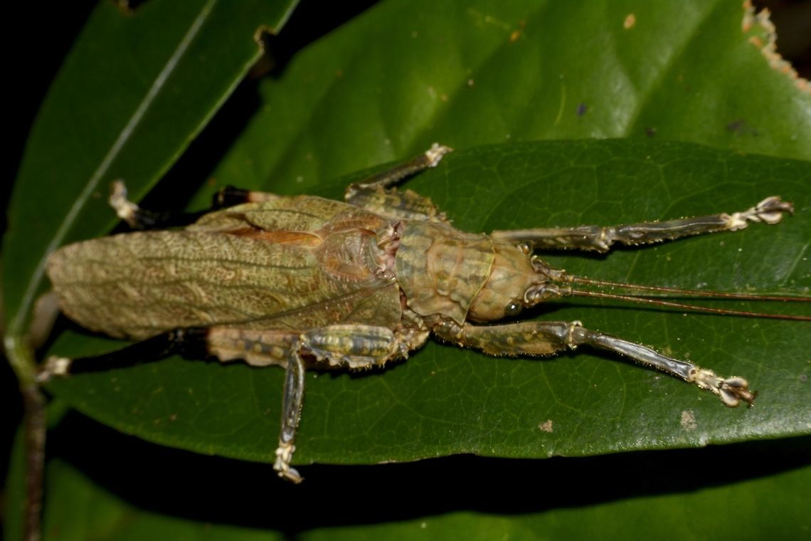 Katydid Saw quite a few of this Katydid on my hike to Mt. Guiting-Guiting, Sibuyan Island. Geotagged,Katydid,Philippines,Sibuyan,Spring