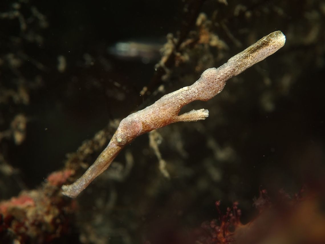Velvet Ghostpipefish -Solenostomus sp This Ghostpipefish is only known from its common name - Velvet Ghostpipefish for its velvety appearance.<br />
<br />
Although this species has been known for many years, unfortunately it has yet to be described, scientifically.<br />
It is also one of the rarer species of Ghostpipefish, seldom seen, probably the reason why it is not described yet because the Scientists who may have wanted to study it have yet to have opportunity to get hold of a specimen to work on. Fish,Geotagged,Ghostpipefish,Philippines,Romblon,Spring,Velvet Ghostpipefish