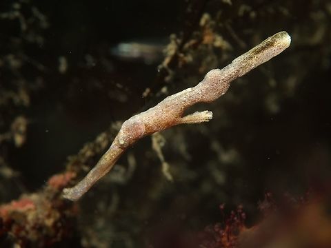 Velvet Ghostpipefish -Solenostomus sp This Ghostpipefish is only known from its common name - Velvet Ghostpipefish for its velvety appearance.

Although this species has been known for many years, unfortunately it has yet to be described, scientifically.
It is also one of the rarer species of Ghostpipefish, seldom seen, probably the reason why it is not described yet because the Scientists who may have wanted to study it have yet to have opportunity to get hold of a specimen to work on. Fish,Geotagged,Ghostpipefish,Philippines,Romblon,Spring,Velvet Ghostpipefish