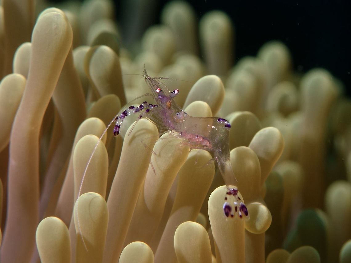 Sarasvati Anemone Shrimp This Anemone Shrimp - Periclimenes sarasvati can be found in cluster, usually around Anemone, but not exclusively.  They are transparent with purple bands on legs.  In this particular picture, she is carrying some eggs. Geotagged,Periclimenes sarasvati,Philippines,Romblon,Sarasvati Anemone Shrimp,Shrimp,Spring