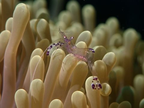 Sarasvati Anemone Shrimp This Anemone Shrimp - Periclimenes sarasvati can be found in cluster, usually around Anemone, but not exclusively.  They are transparent with purple bands on legs.  In this particular picture, she is carrying some eggs. Geotagged,Periclimenes sarasvati,Philippines,Romblon,Sarasvati Anemone Shrimp,Shrimp,Spring