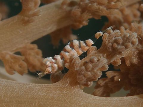 Hamodactylus aqabai Shrimp Shrimps from the genus Hamodactylus are usually very small, 1 - 1.5 cm and highly camouflaged in their host soft corals, usually taking in the colouration and also the markings/patterns of the coral tubercles or polyps. Geotagged,Hamodactylus aqabai,Philippines,Romblon,Shrimp,Spring