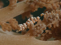 Hamodactylus aqabai Shrimp Shrimps from the genus Hamodactylus are usually very small, 1 - 1.5 cm and highly camouflaged in their host soft corals, usually taking in the colouration and also the markings/patterns of the coral tubercles or polyps. Geotagged,Hamodactylus aqabai,Philippines,Romblon,Shrimp,Spring