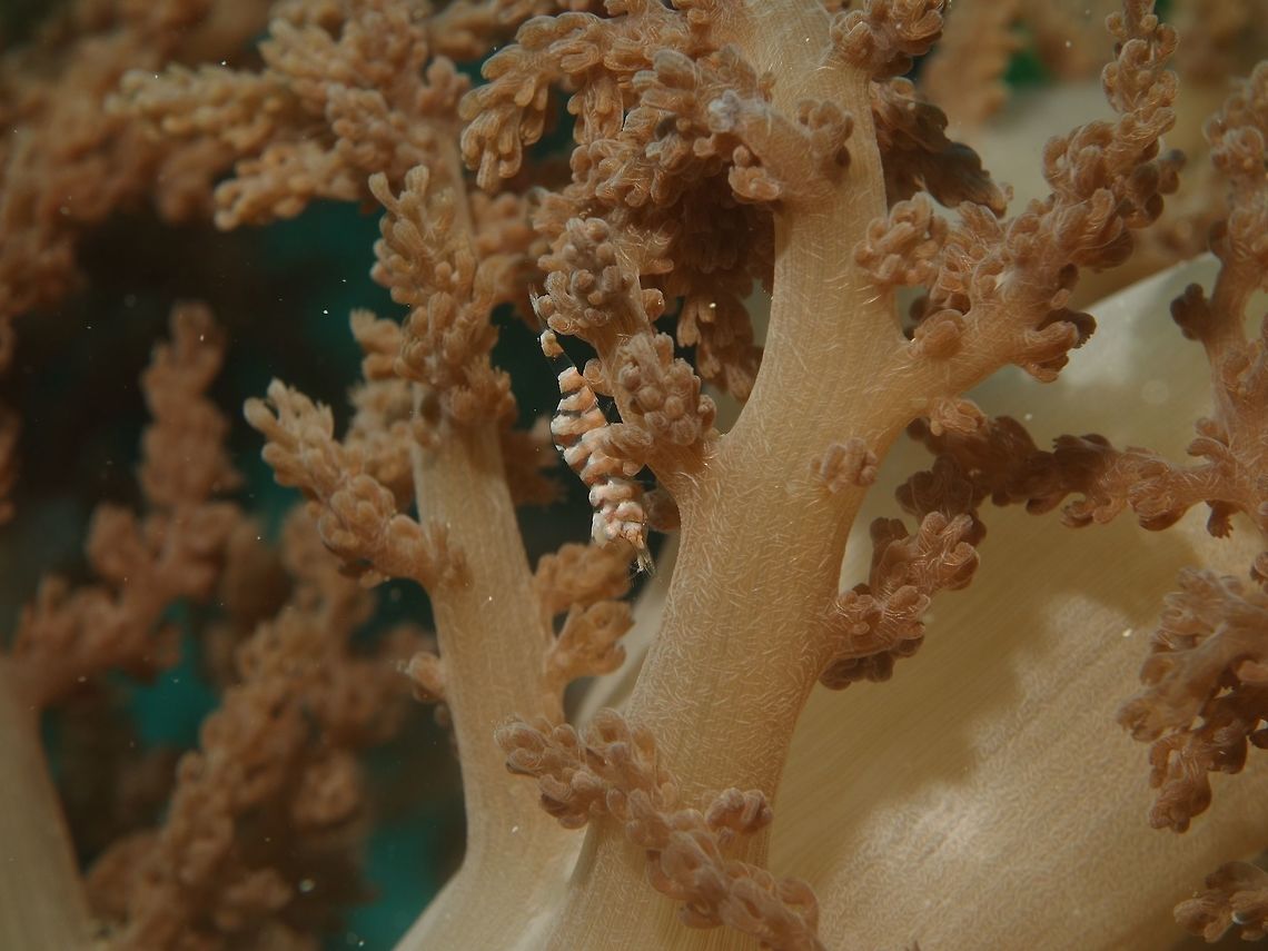 Hamodactylus aqabai Shrimp This is the same Spotting as previous one but to show the soft coral host and how well they can blends in. Geotagged,Hamodactylus aqabai,Philippines,Romblon,Shrimp,Spring