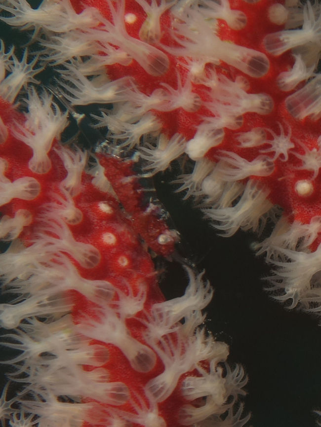 Boschma's Gorgonian Shrimp This Boschma&#039;s Gorgonian Shrimp - Hamodactylus boschmai is very small in size, around 1 cm with the colour very similar to the host gorgonian sea fan with white markings on its carapace that is similar colour to the polyps of the sea fan making it very well camouflaged. Boschma's Gorgonian Shrimp,Geotagged,Hamodactylus boschmai,Philippines,Romblon,Shrimp,Spring