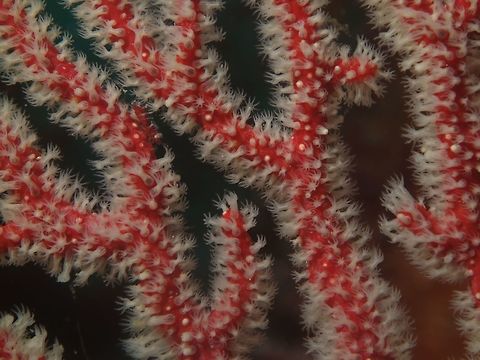 Gorgonian Sea Fan This Gorgonian Sea Fan/Soft Coral has all its polyps (white colour) opened up.  When not feeding, they are retracted and you only see the 'branches' which is red in colour.

In this picture, there is a tiny Hamodactylus boschmai shrimp hiding among it, can you see it? Geotagged,Gorgonian Sea Fan,Philippines,Romblon,Sea Fan,Soft Coral,Spring