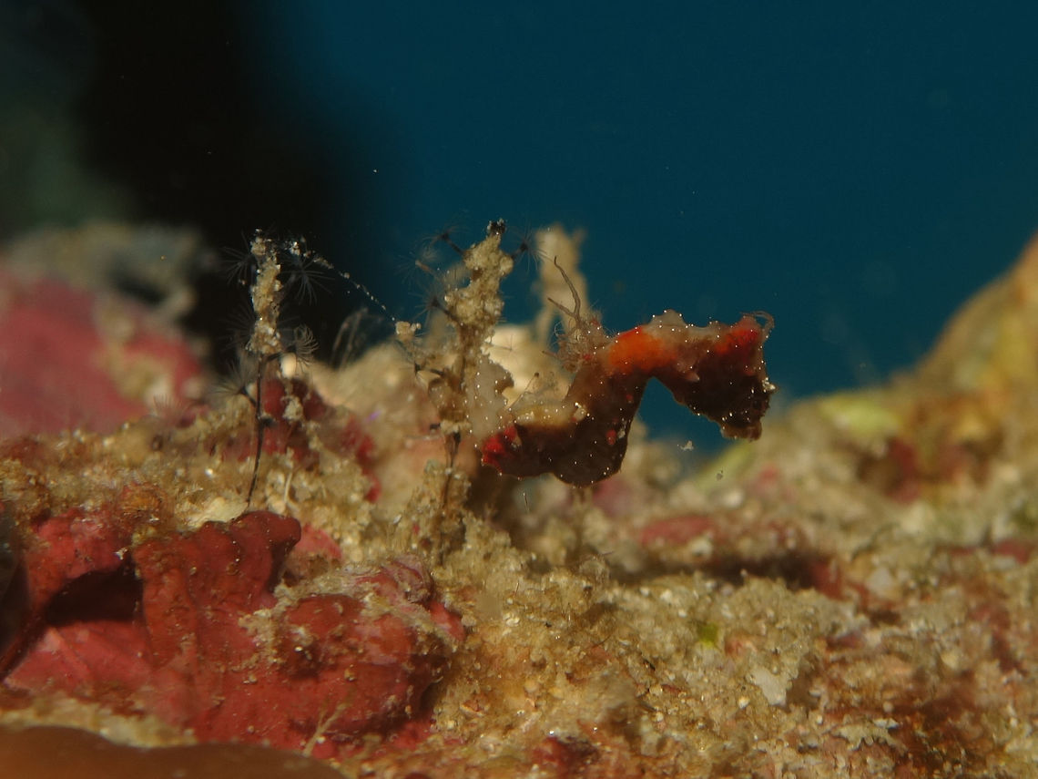 Severn's Pygmy Seahorse The Severn's Pygmy Seahorse - Hippocampus severnsi is among the smallest of the Pygmy Seahorse.<br />
So, you have to imagine, Pygmy Seahorses are already very small, and this species is the tiniest among them, up to 1.7 cm including the tail.<br />
<br />
They are free-living species and are almost the same shape as Pontoh's pygmy seahorse, but are a different colour: pale brown with red and orange patches. They can be found on any part of the reef, but often on hydroids and algal turf in pairs or small group.<br />
<br />
Both Hippocampus severnsi and Hippocampus pontohi were described in the year 2008 but subsequently, there were doubts if they are actually both the same species.  Am not sure if subsequently, there were further studies which should includes DNA to verify that. Geotagged,Hippocampus severnsi,Philippines,Pygmy Seahorse,Romblon,Seahorse,Severn's Pygmy Seahorse,Spring