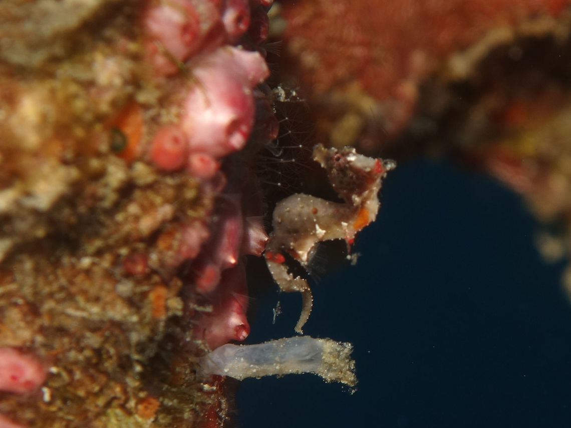 Pontoh's Pygmy Seahorse The Pontoh's Pygmy Seahorse - Hippocampus pontohi is less than 2 cm in length, including the tail. They are most often seen in pairs or small groups in clumps of the calcareous alga, Halimeda and on the hydroid Aglaephenia cupressina. They are often found where Halimeda grows out of reef walls. Divers report them on many types of seagrass and algae, moving frequently to different hitching spots<br />
<br />
Both Hippocampus severnsi and Hippocampus pontohi were described in the year 2008 but subsequently, there were doubts if they are actually both the same species. Am not sure if subsequently, there were further studies which should includes DNA to verify that. Geotagged,Hippocampus pontohi,Philippines,Pontoh's Pygmy Seahorse,Pygmy Seahorse,Romblon,Seahorse,Spring