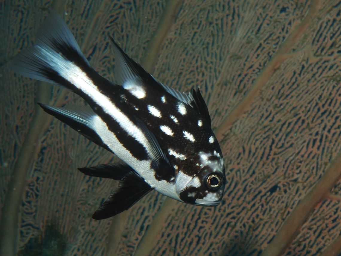 Midnight Snapper - Juvenile This is a juvenile Midnight Snapper - Macolor macularis, it has distinctive black and white patterns, tips of tial lobes clear; white stripe through centre of tail. Very long ventral fins. Solitary, swims with jerky motion. Fish,Geotagged,Macolor macularis,Midnight Snapper,Philippines,Romblon,Snapper,Spring