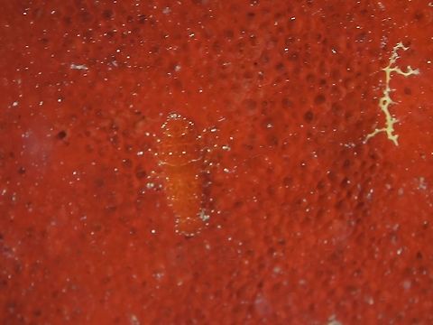 Can you see me? This Crptic Sponge Shrimp - Gelastocaris paronae is highly camouflaged on its host Sponge.  They can varies in colour like in this case red/orange, to grey, white, yellow and shades in between.  The body usually takes after the colour of the Sponge host and it is usually the white outline of the body and legs that will give them out.

If not mistaken, there is only one species described under the genus of Gelastocaris, but there could be several sightings of shrimps that may falls under the genus.

As not much study is done on them, it could be doubtful if this particular Spotting is the same as the other white/beige posted before.  Probably DNA analysis will be the only way to tell them apart. Cryptic Shrimp,Cryptic Sponge Shrimp,Gelastocaris paronae,Geotagged,Philippines,Romblon,Shrimp,Sponge Shrimp,Spring