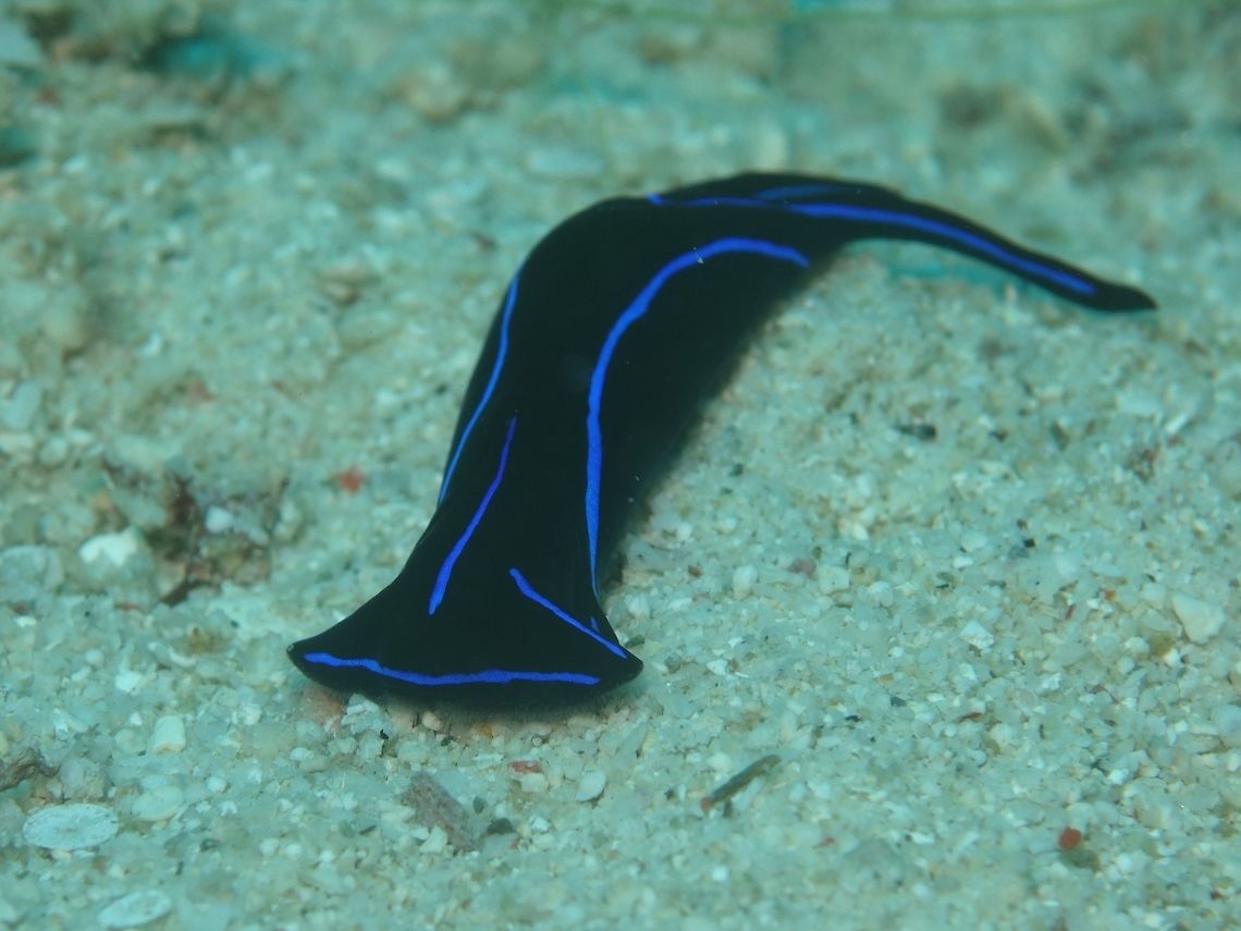 Blue Velvet Headshield Slug The Blue Velver Headshield Slug - Chelidonura varians is also fondly called, Hammerhead Slug for the shape of its head. Blue Velvet Headshield Slug,Chelidonura varians,Geotagged,Philippines,Romblon,Sea Slug,Spring